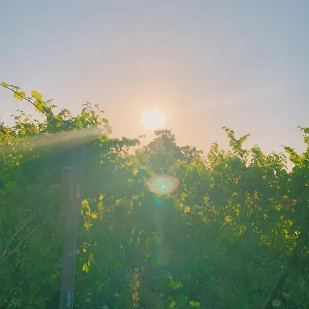 Hotel Can Bufi - Hotel & Winery Llagostera