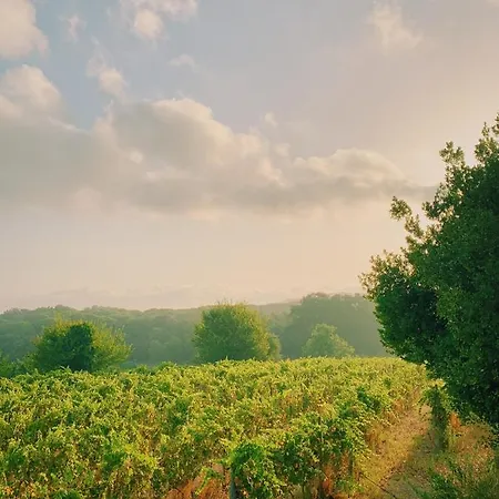 Can Bufi - Hotel & Winery Otel